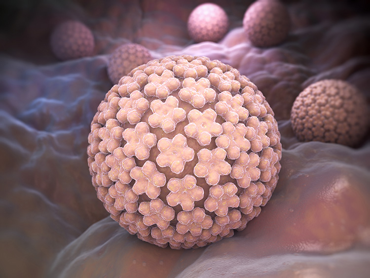 HPV Virüs - Genital Sağlık